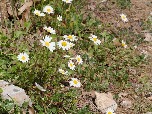 <h3><a href="/trips/kreta/biota/plantae/tracheophyta/magnoliopsida/asterales/asteraceae/anthemis arvensis/anthemis arvensis-nl.html">Anthemis&nbsp;arvensis</a> / Corn&nbsp;chamomile / Valse&nbsp;kamille</h3>OM-1 Mark II met OLYMPUS M.150-400mm F4.5, 1/3200 sec  bij F11.0, ISO 2000, afstand 4.19&nbsp;m